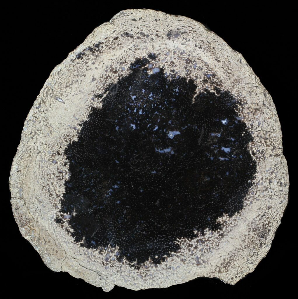 8.4" Petrified Palm Wood (Palmoxylon) Slab Texas For Sale (63170)