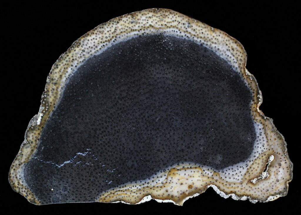 7.7" Petrified Palm Wood (Palmoxylon) Slab Texas For Sale (63178)