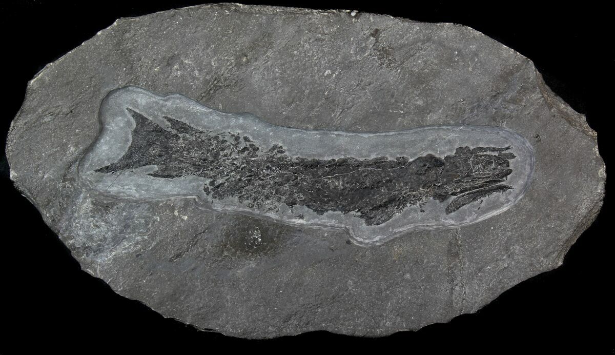 9.6" Devonian Tristichopterus Fish & Tetrapods Transitional Fossil