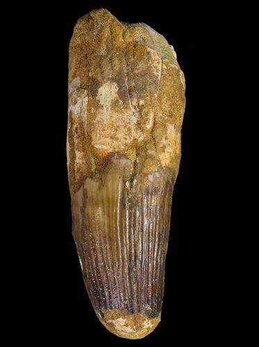 4.35" Spinosaurus Tooth - Huge Dinosaur Tooth For Sale ...