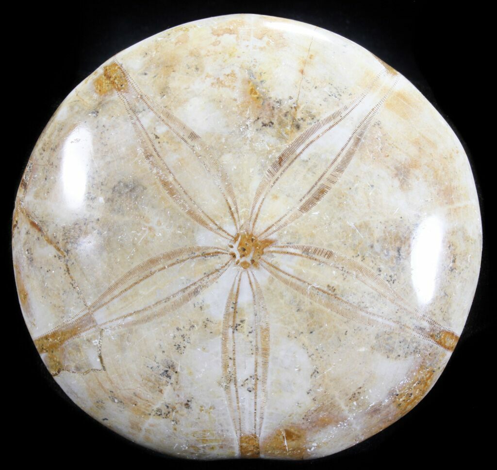 Echinoderm Fossils For Sale