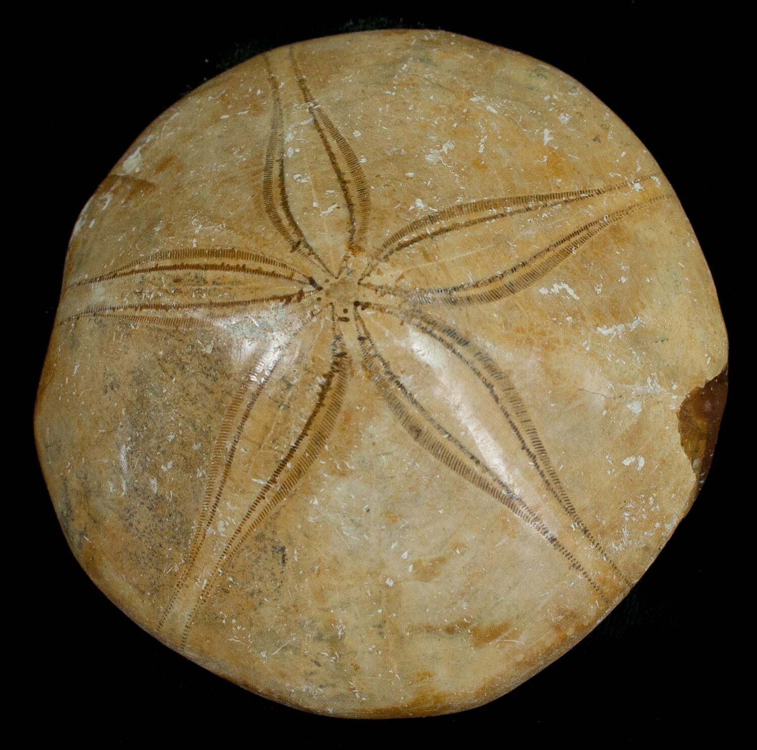 Fossil Sand Dollar From Madagascar For Sale 5367 FossilEra