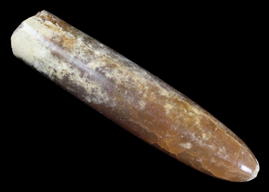 3.6" Agatized Belemnite Fossil Sweden For Sale (66276)