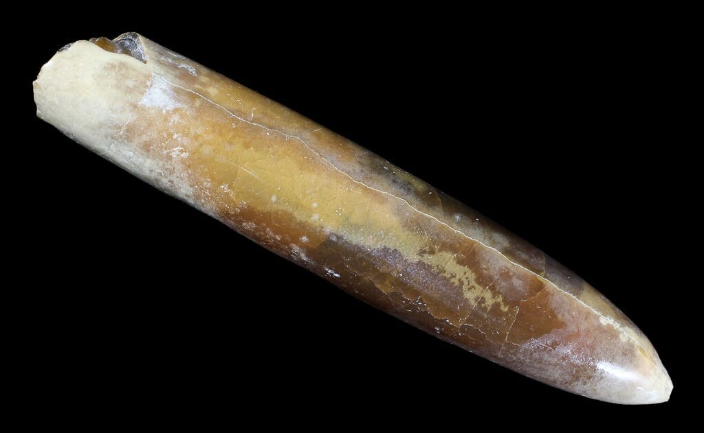 Belemnite & Straight Cephalopod Fossils For Sale