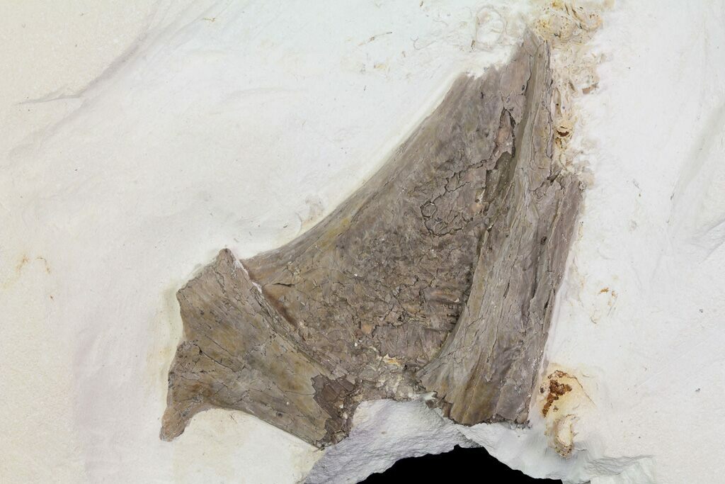 Fossil Pterosaurs For Sale