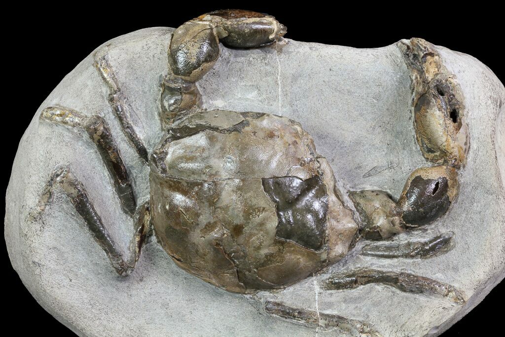 3.6" 3D Fossil Crab (Pulalius) Washington Washington State For Sale