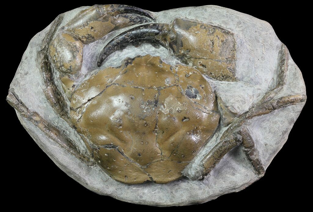 Fossil Crabs For Sale