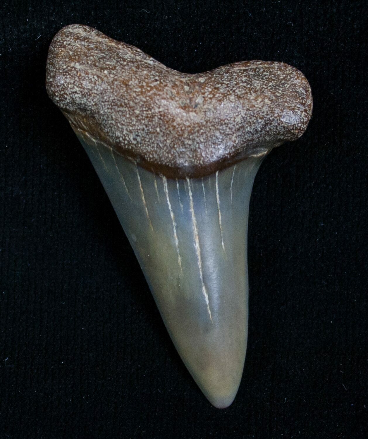 Fossil Giant Mako Shark Tooth Virginia For Sale 5549 FossilEra Fossil Giant Mako Shark Tooth Virginia For Sale 5549 FossilEra