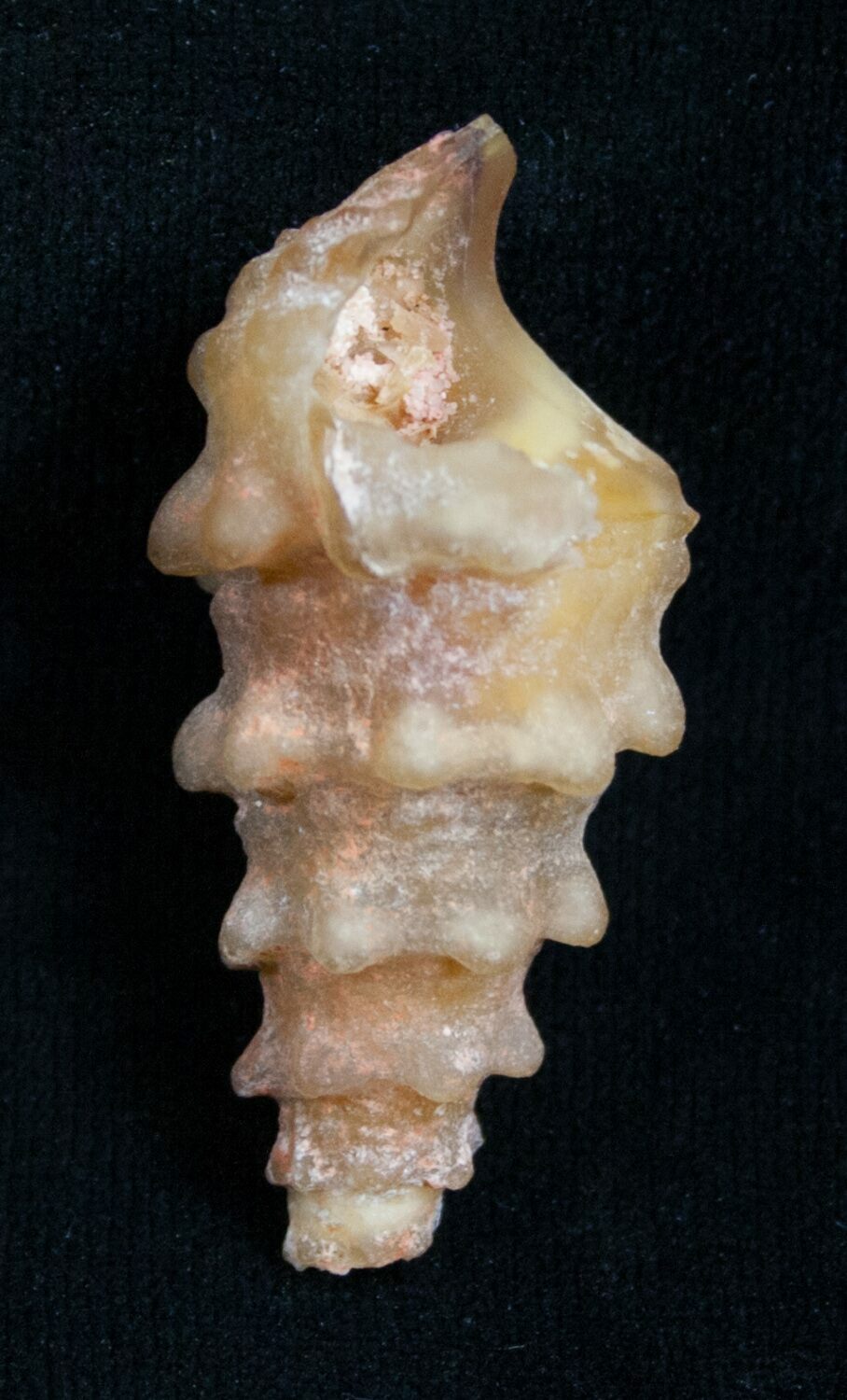 Agatized Gastropod From Morocco - 1 1/2