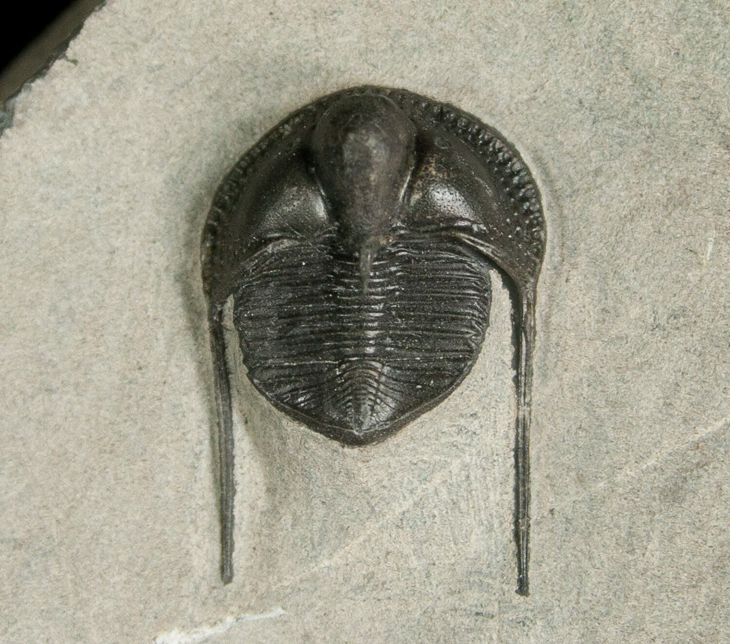 Perfectly Inflated Cryptolithus Trilobite Pennsylvania For Sale (5569)