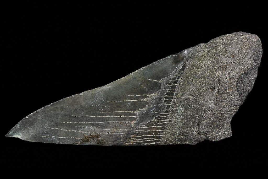 Where did dinosaurs come from picture