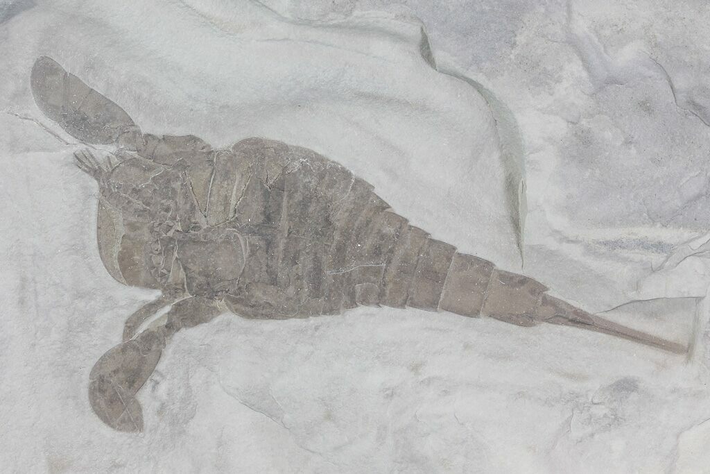 New York State Fossil - Sea Scorpion (Eurypterus remipes) 