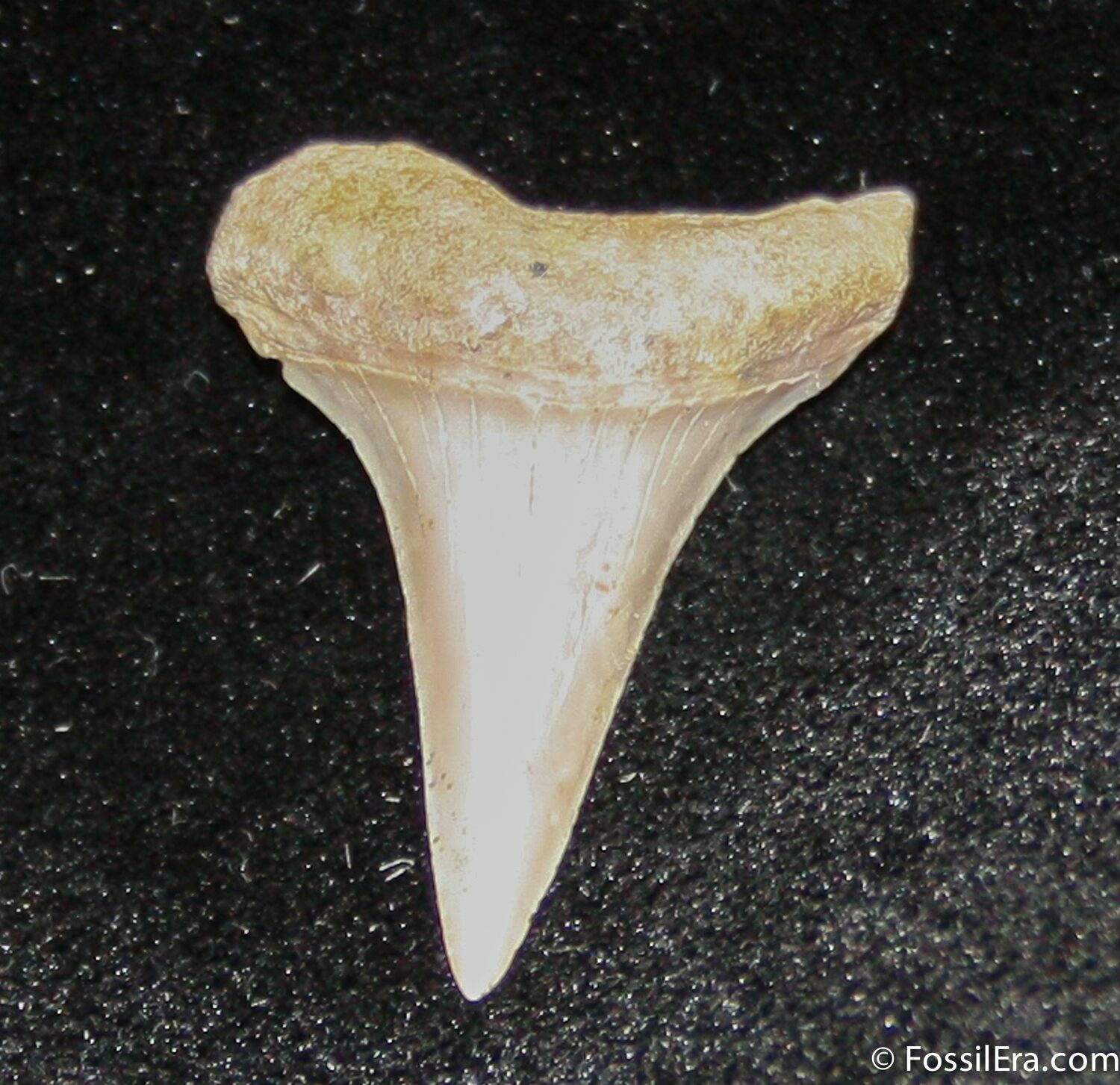 Small Mako Shark Tooth Fossil (Sharktooth Hill) For Sale (850