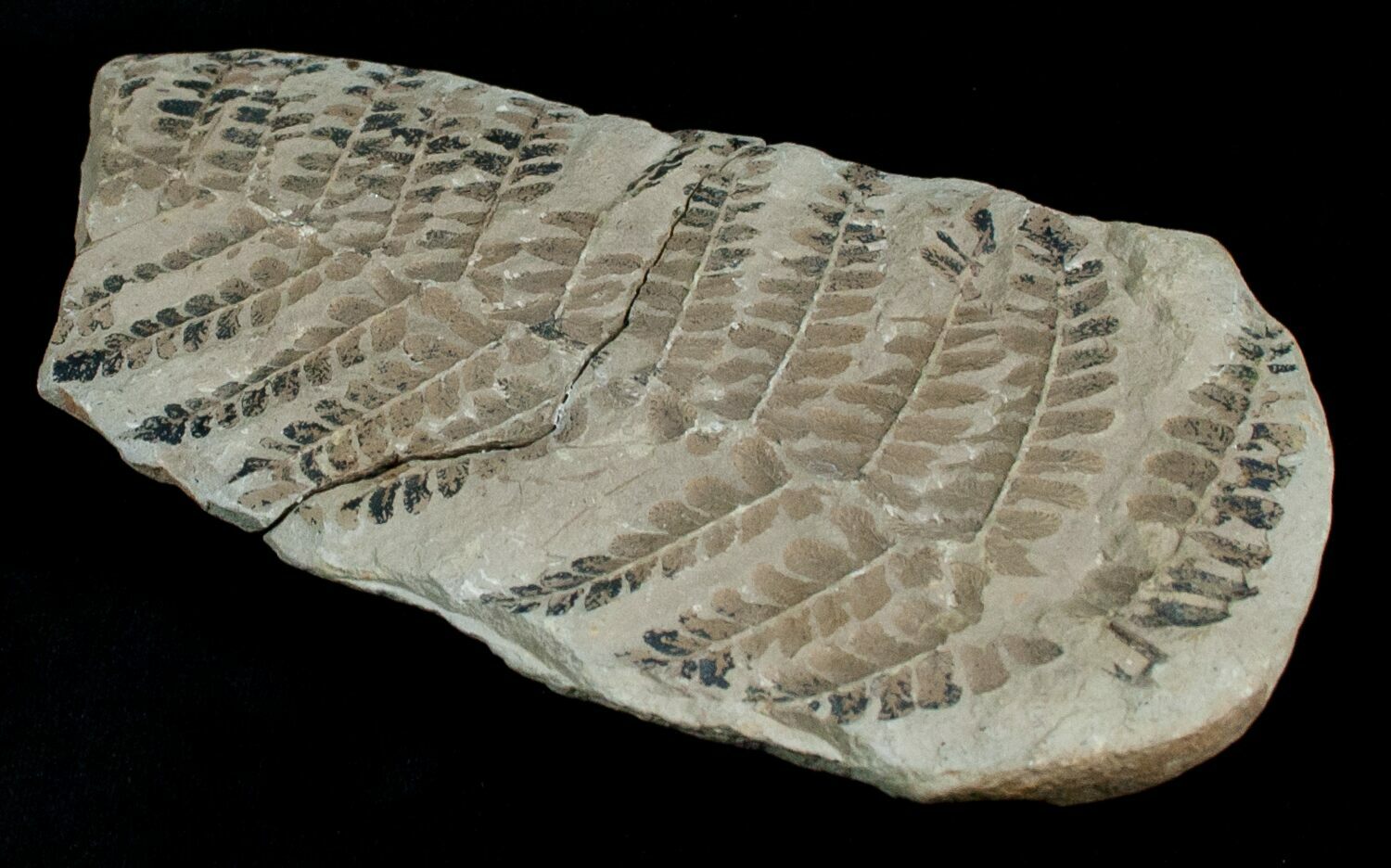 Huge 5.8" Pecopteris (Fern) Mazon Creek For Sale (5728)