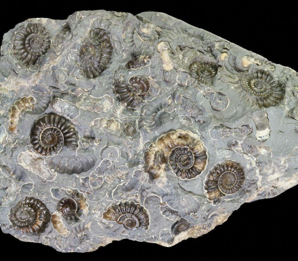 4" Ammonite Fossil Slab "Marston Magna Marble" For Sale (63509