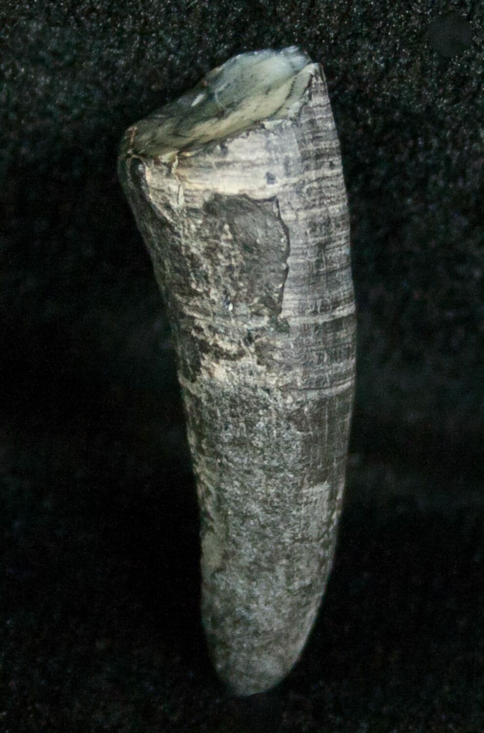 Miocene Aged Fossil Whale Tooth .95" For Sale (5668)