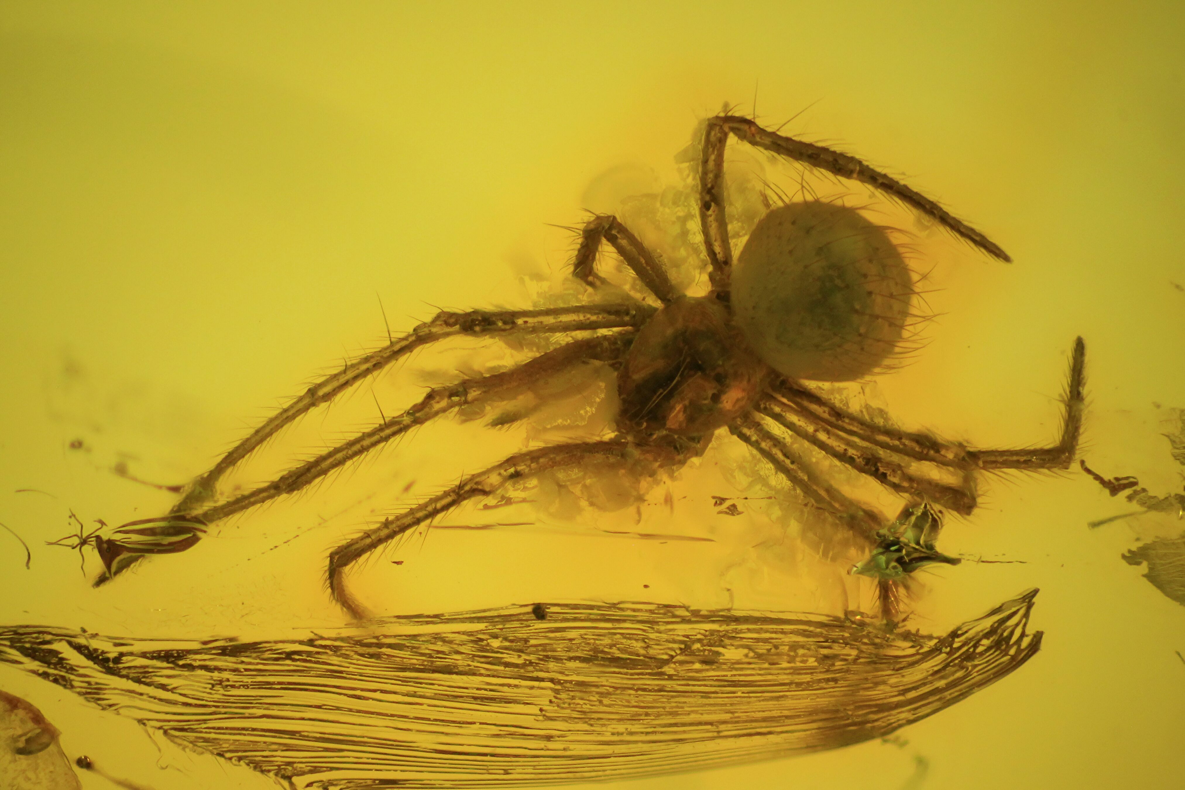 Detailed Fossil Spider (Aranea) In Baltic Amber For Sale (73311