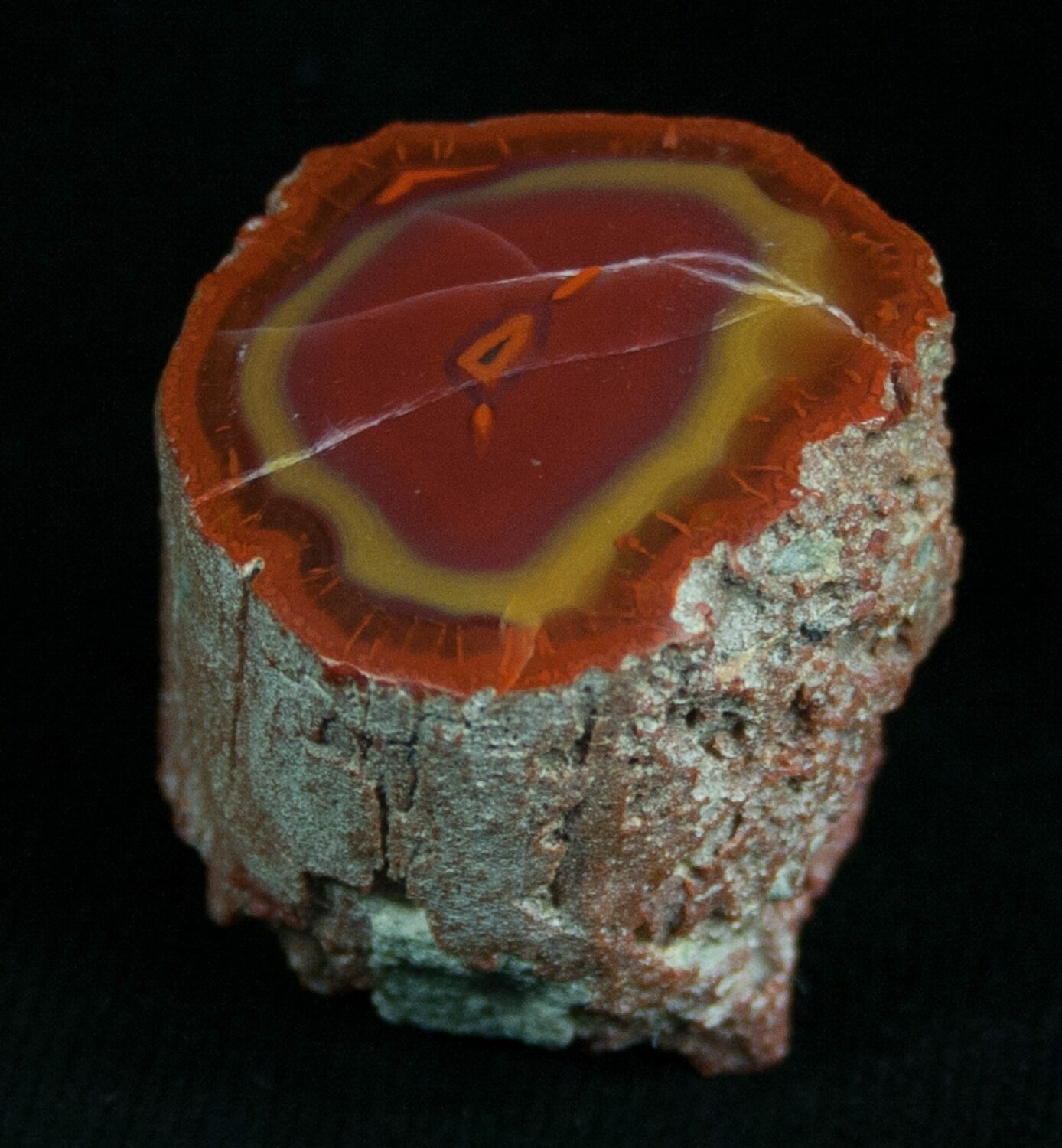 Rare Yellow Cat Petrified Wood Limb Section For Sale (#5773