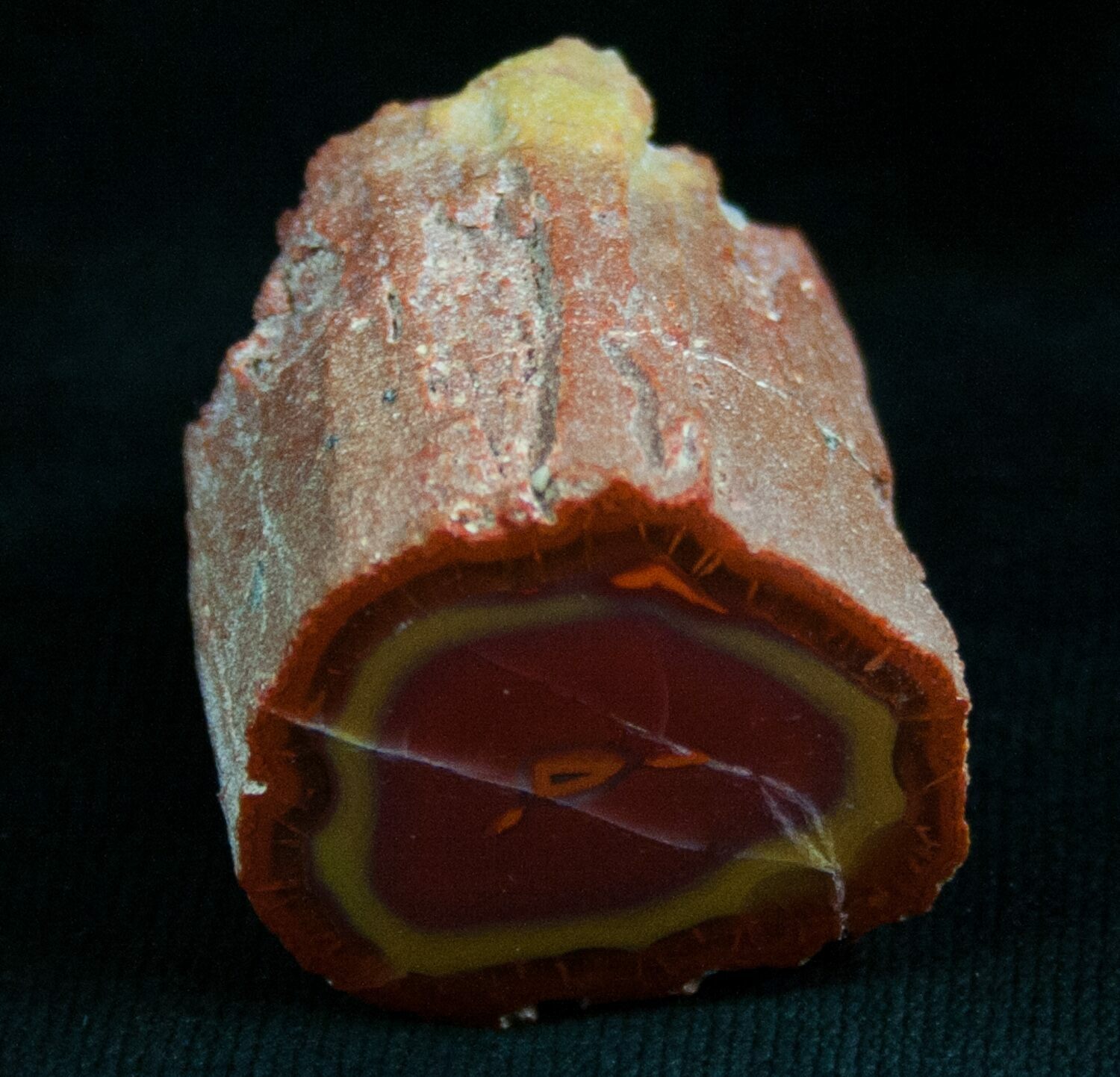 Rare Yellow Cat Petrified Wood Limb Section For Sale (#5773