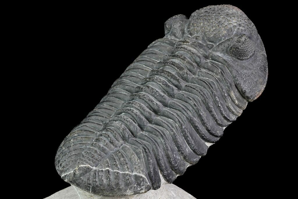 Nice Specimen Drotops Large Trilobite