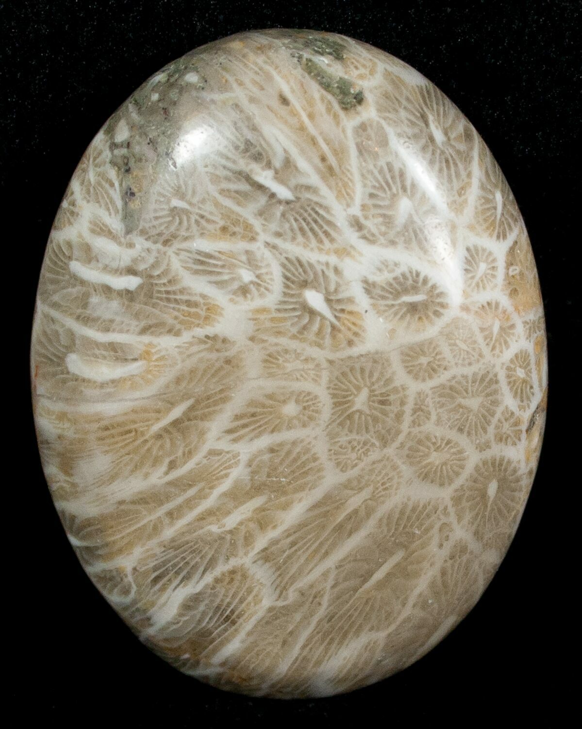 Polished Fossil Coral Cab Indonesia For Sale (5991)