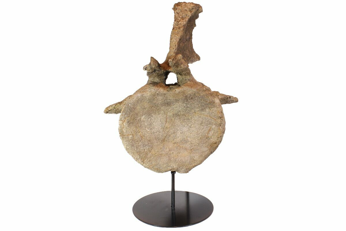 massive, 16.5" camarasaurus vertebrae with stand (special price)