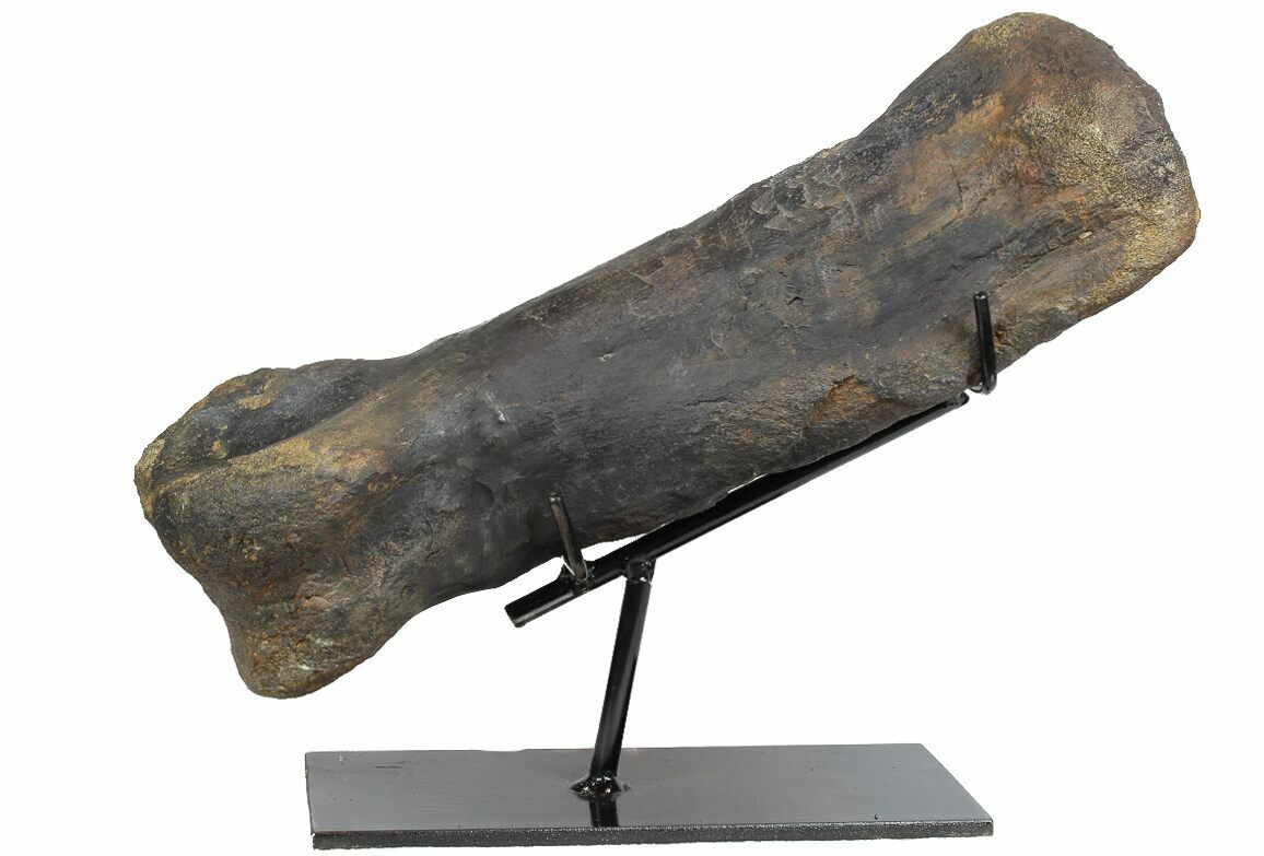 14.3" hypacrosaurus metatarsal (toe) with metal stand - montana