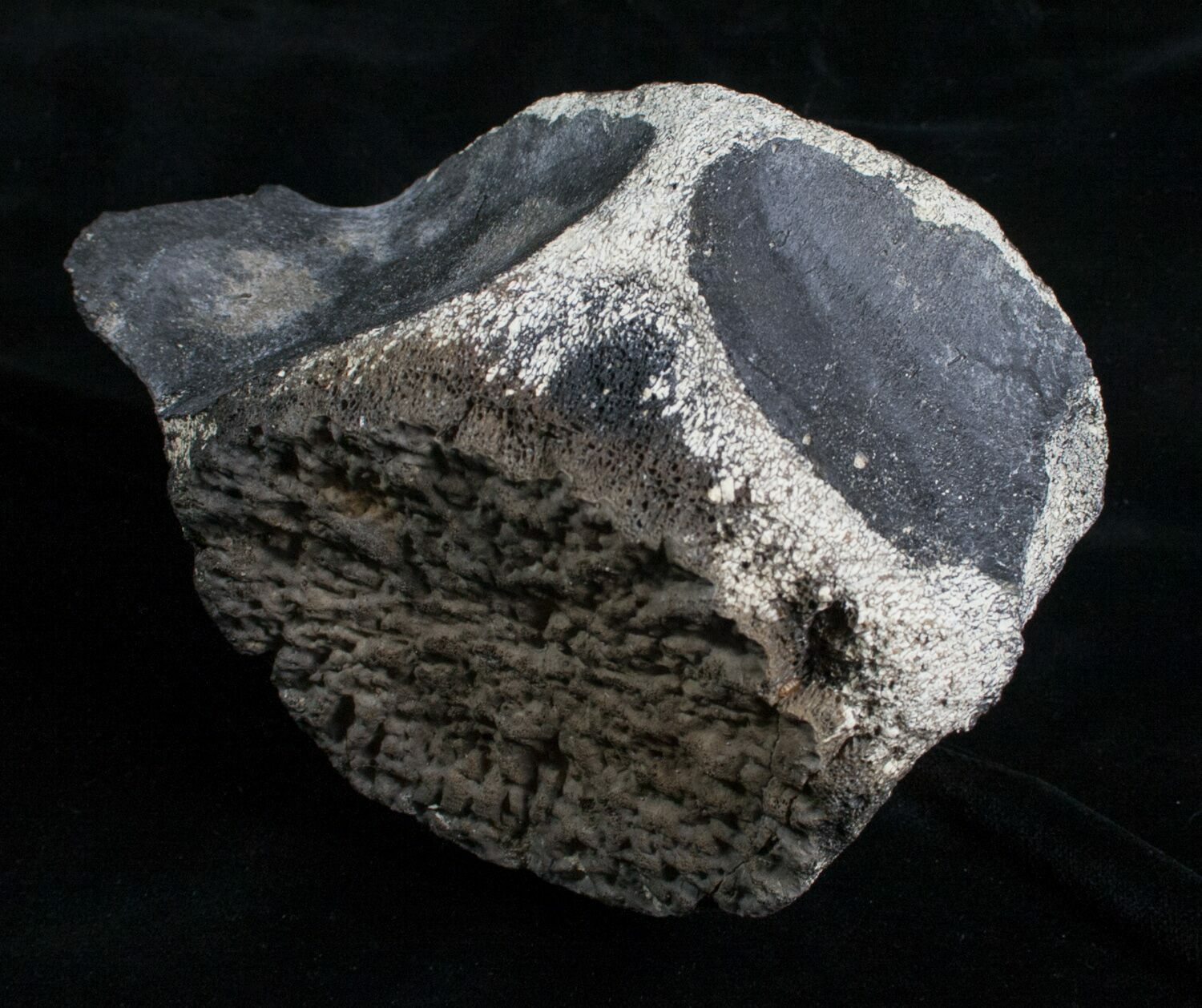 4.8" Wide Whale Vertebrae Florida For Sale (6082)