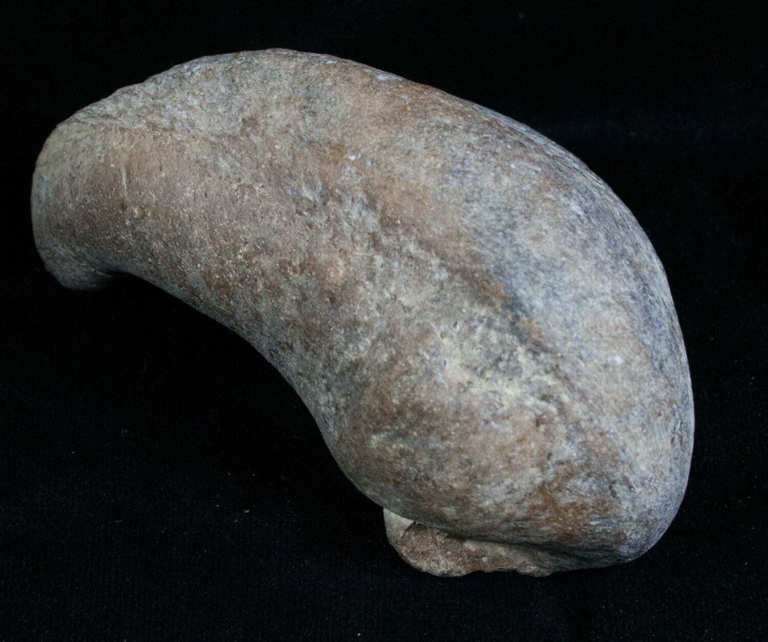 3.4" Tall Fossil Whale Ear Bone Venice Florida For Sale (6085