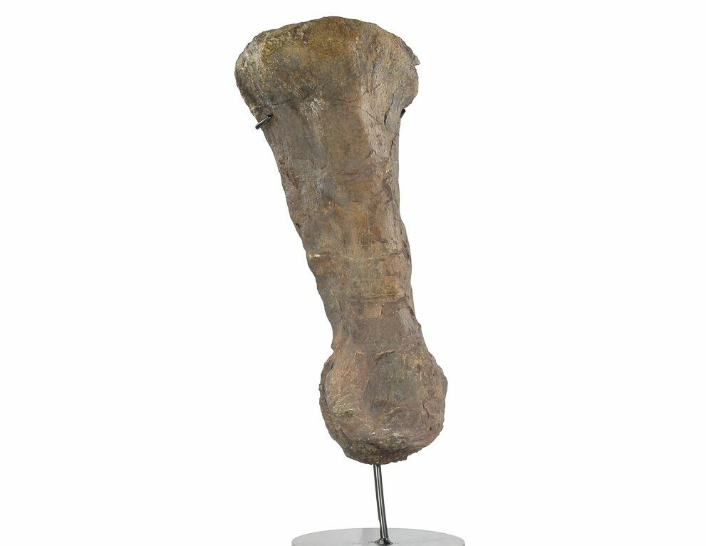 13.6" hadrosaur (hypacrosaurus) metatarsal with stand - montana