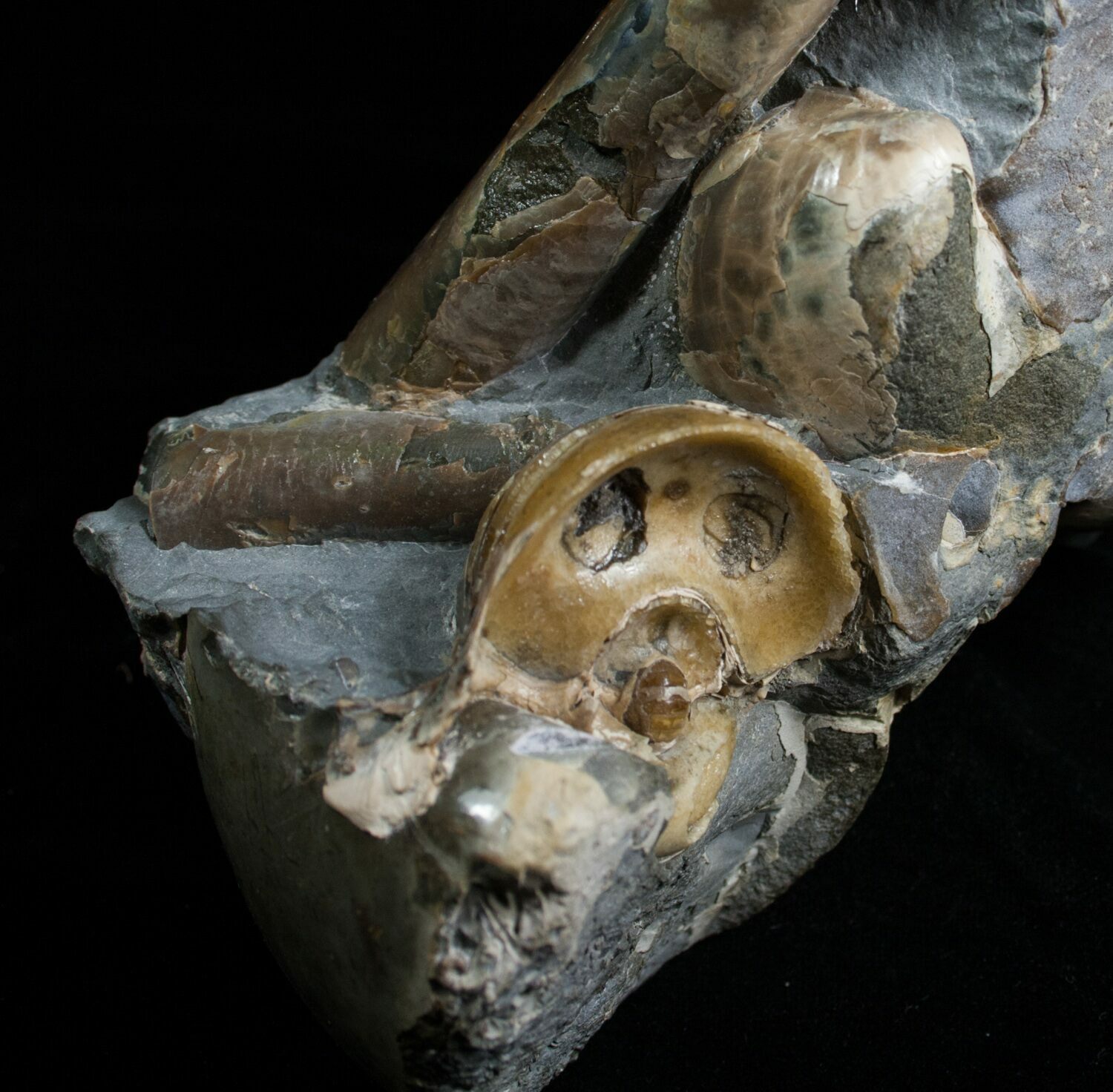 14" Baculite & Ammonite Specimen South Dakota For Sale (6099