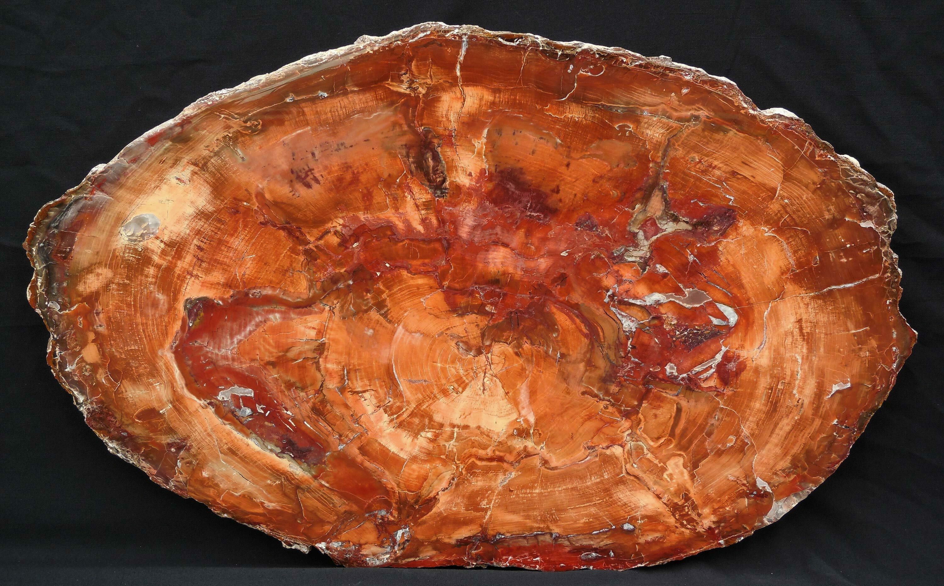 Brilliant Petrified Wood Tabletop 30x19" For Sale (6111)