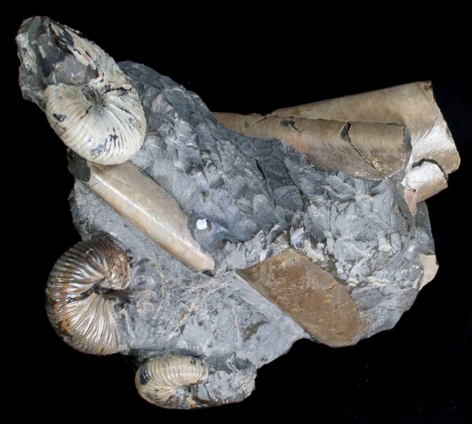 Three Hoploscaphites Ammonites + Baculites For Sale (6125)