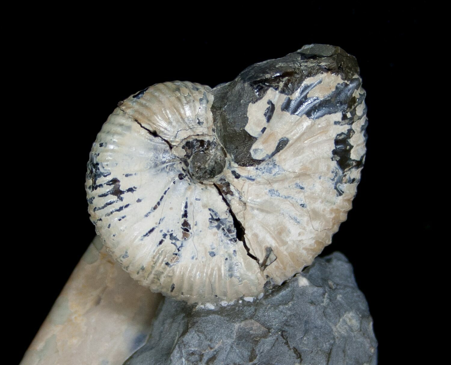 Three Hoploscaphites Ammonites + Baculites For Sale (6125)