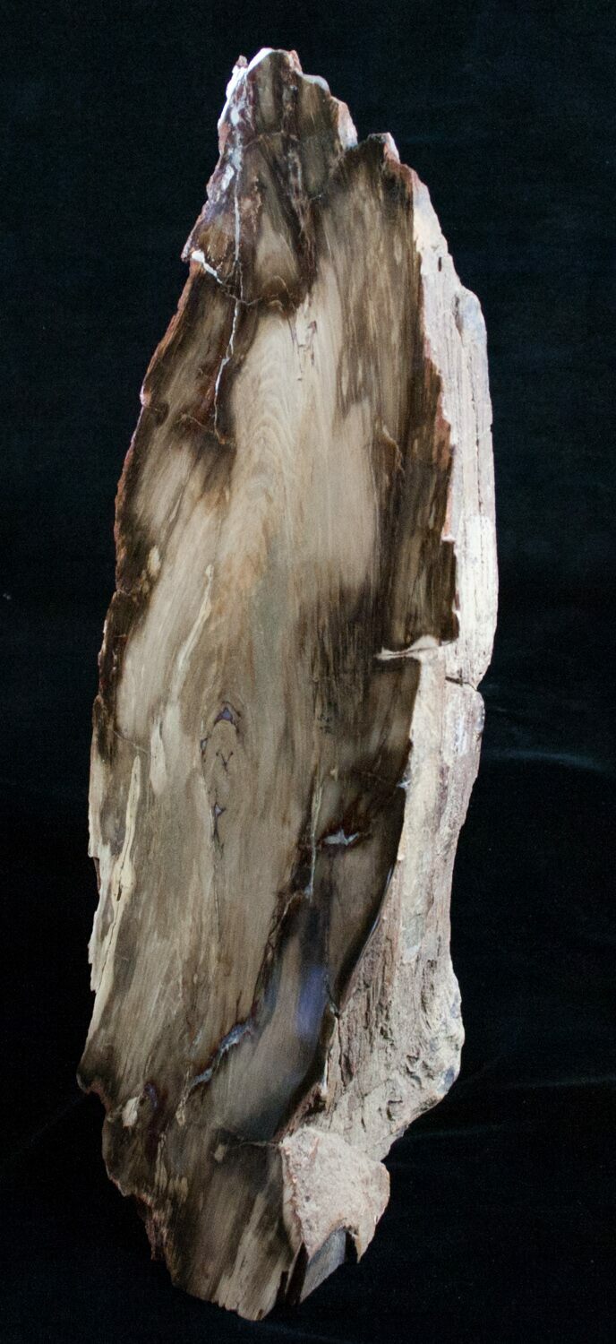 11" Petrified Wood FreeStanding Sculpture For Sale (6306)