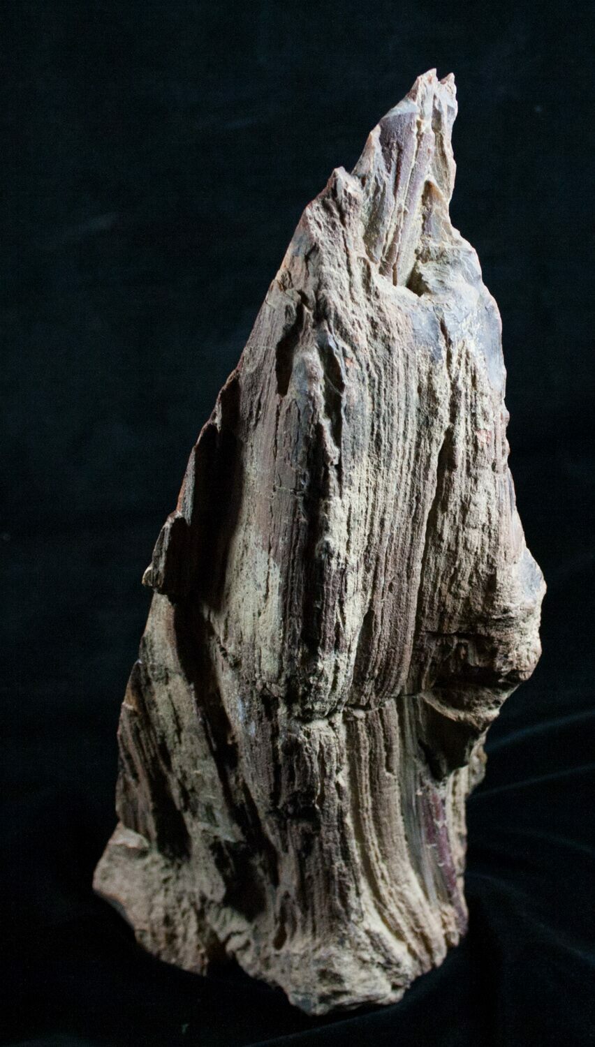 11" Petrified Wood FreeStanding Sculpture For Sale (6306)
