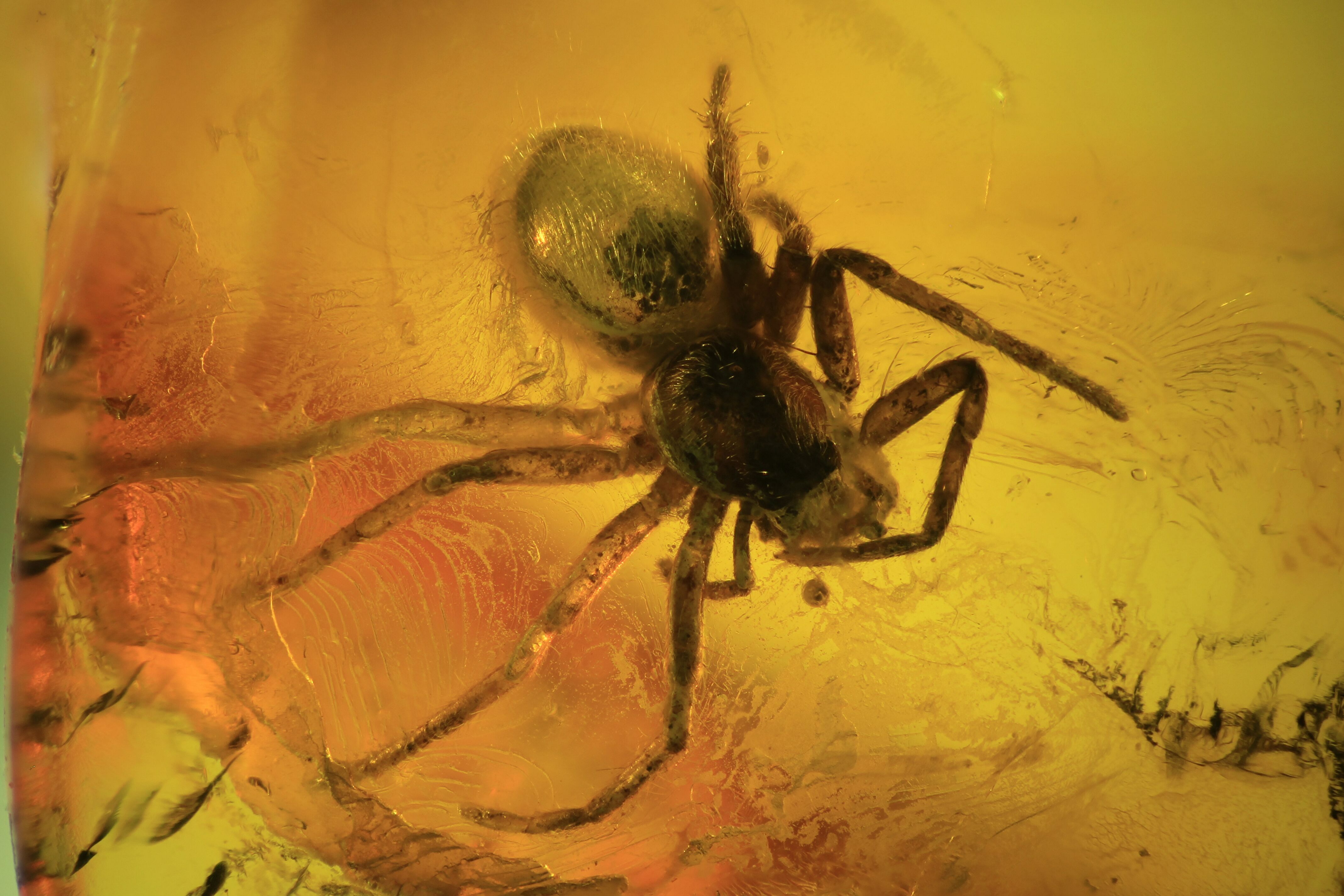 Detailed Fossil Spider (Aranea) In Baltic Amber For Sale (87237