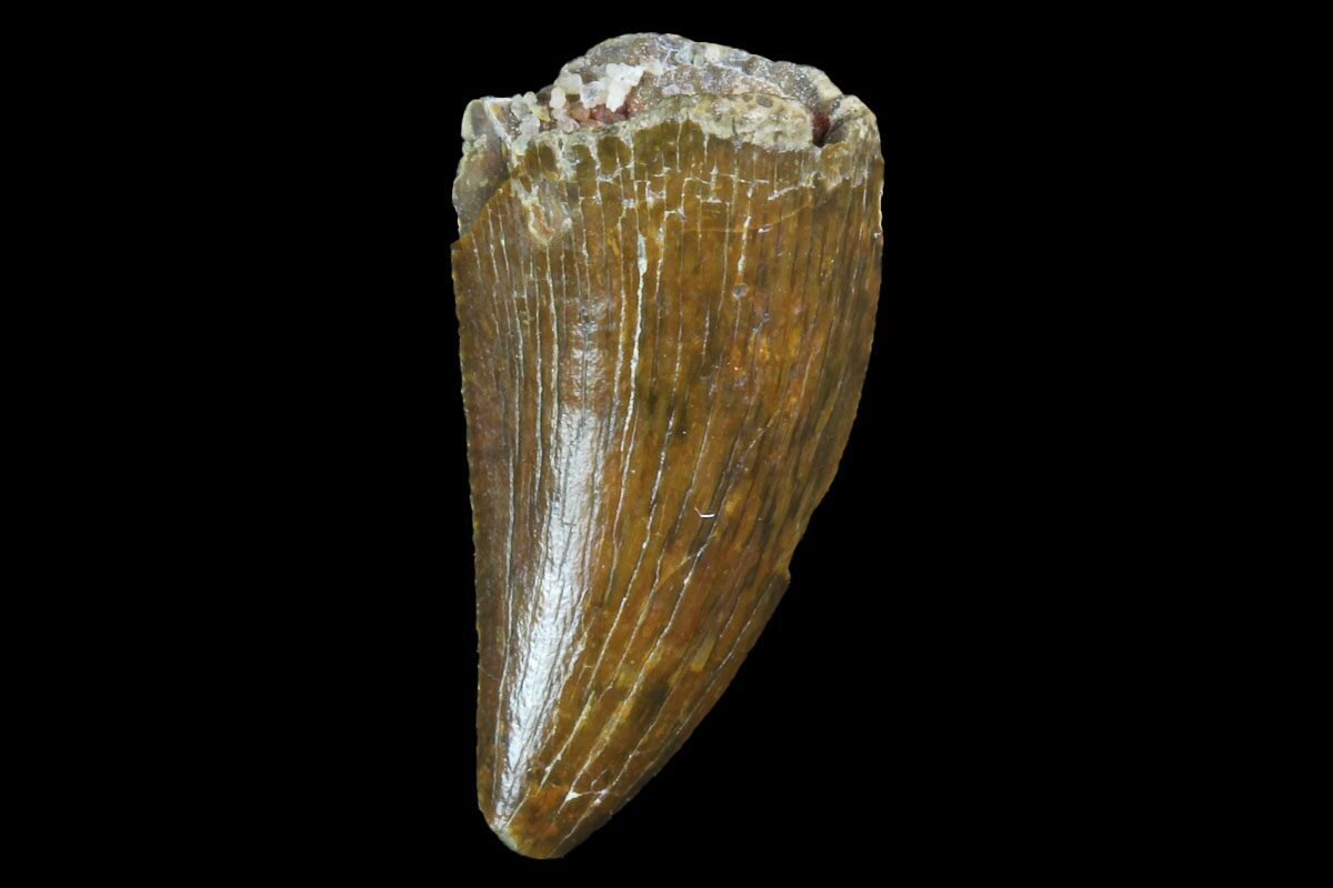 premium  under $50  wholesale fossils  the tooth has nice enamel