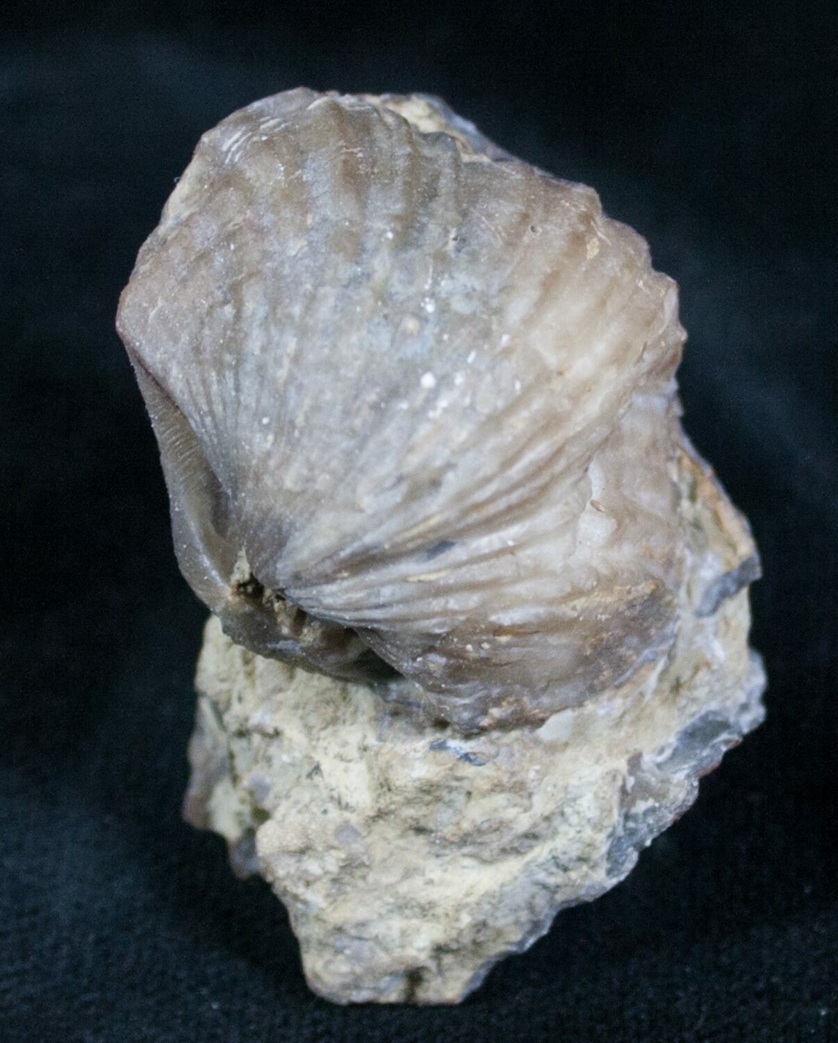 Platystrophia Brachiopod Fossil From Kentucky For Sale (6614