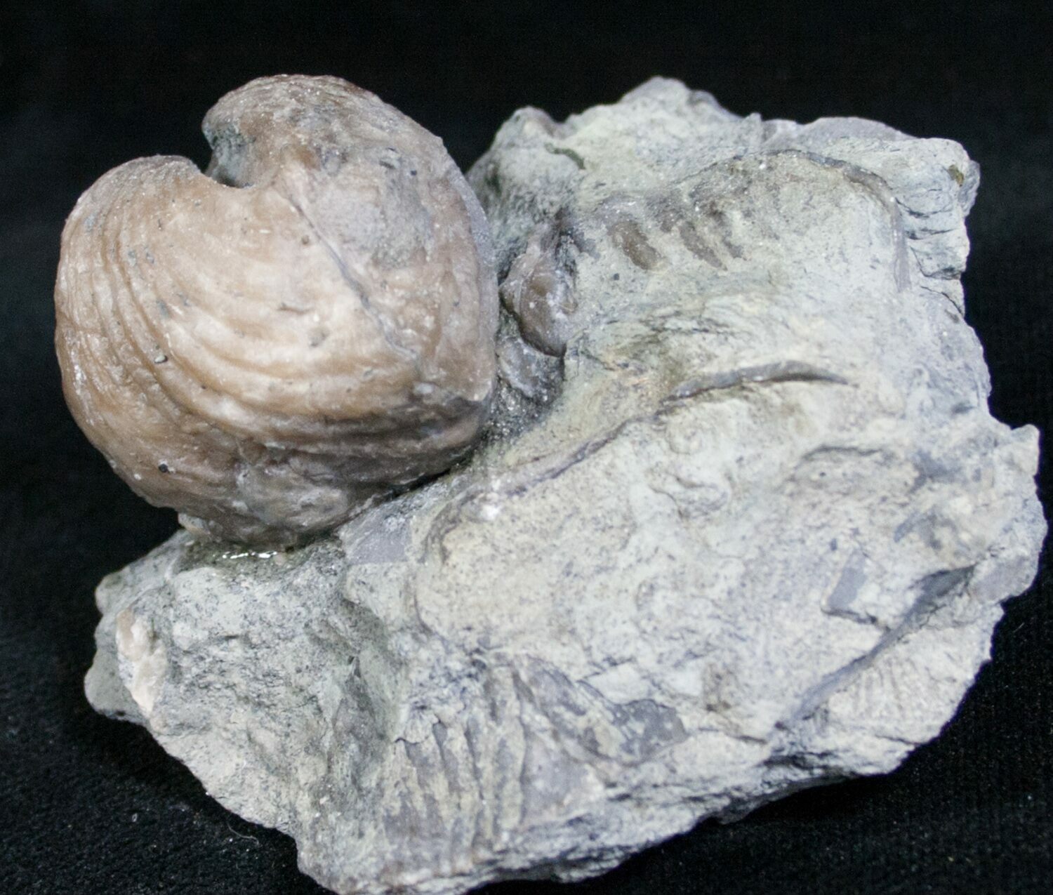 Platystrophia Brachiopod Fossil From Kentucky For Sale (6617