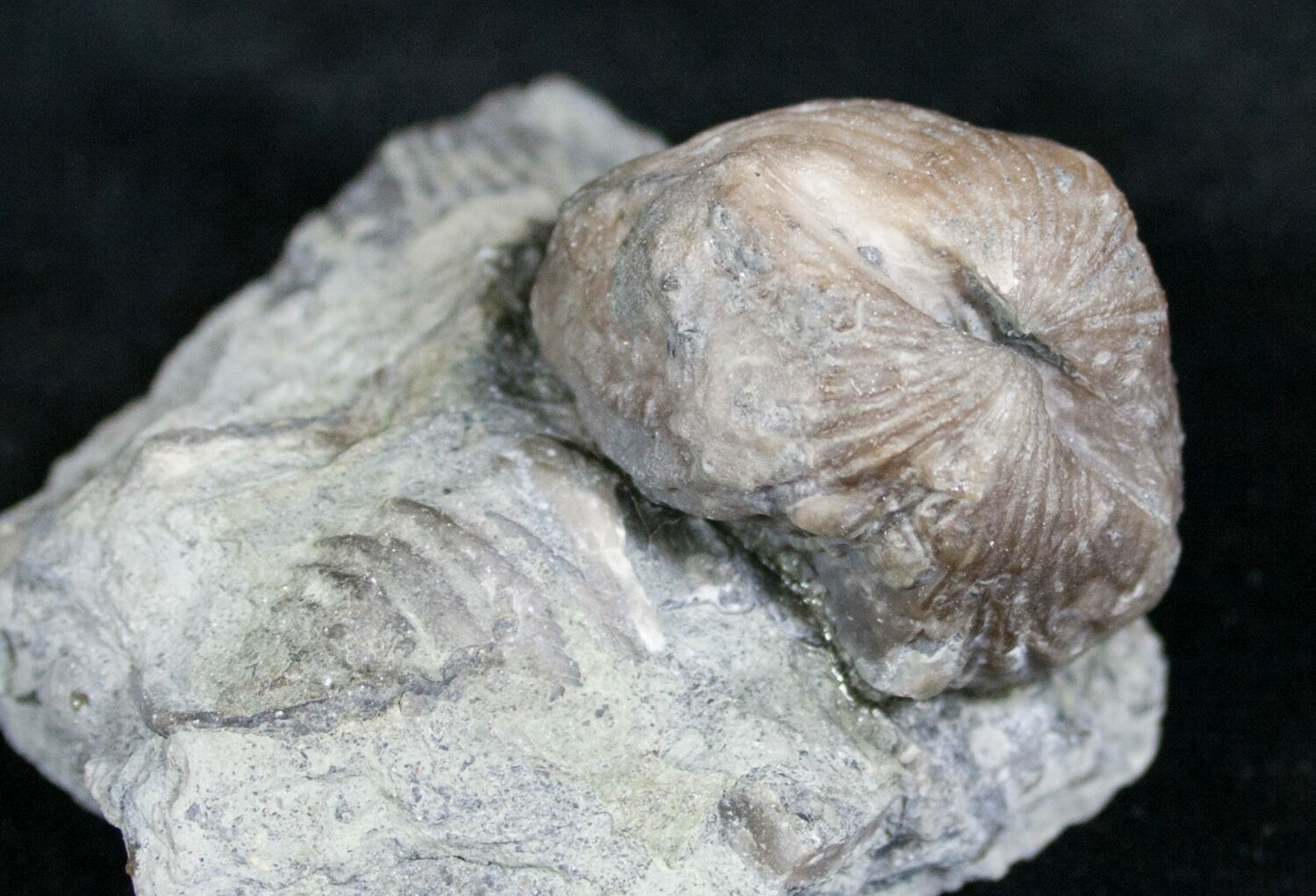 Platystrophia Brachiopod Fossil From Kentucky For Sale (6617)