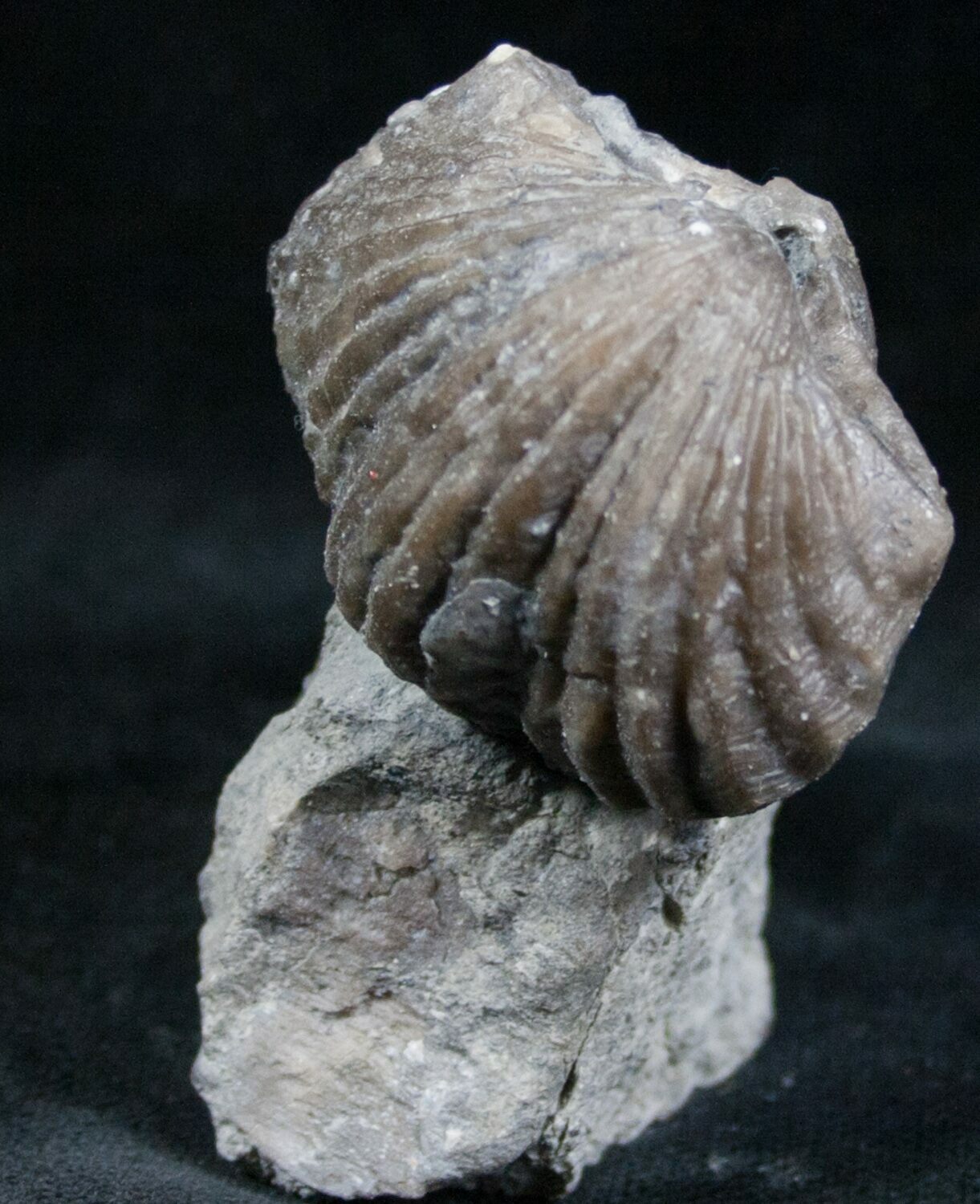 Platystrophia Brachiopod Fossil From Kentucky For Sale (6621)