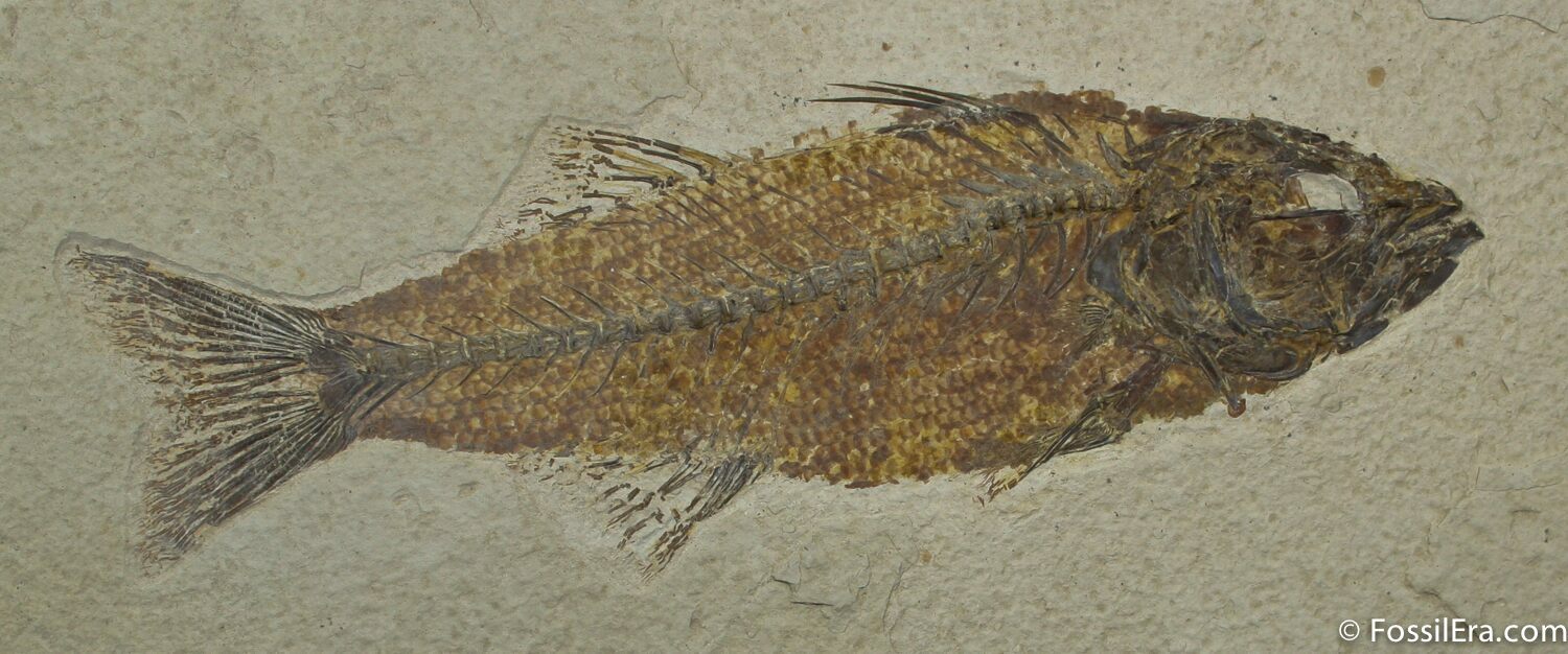 Beautiful 7.75 Inch Mioplosus Fish Fossil For Sale (1170)