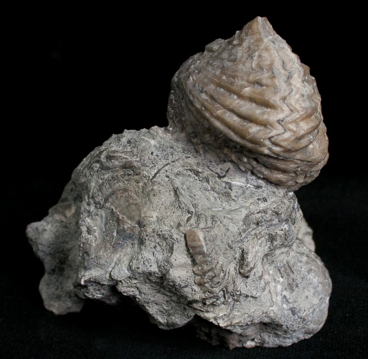 Large Platystrophia Brachiopod Fossil Kentucky For Sale (6628