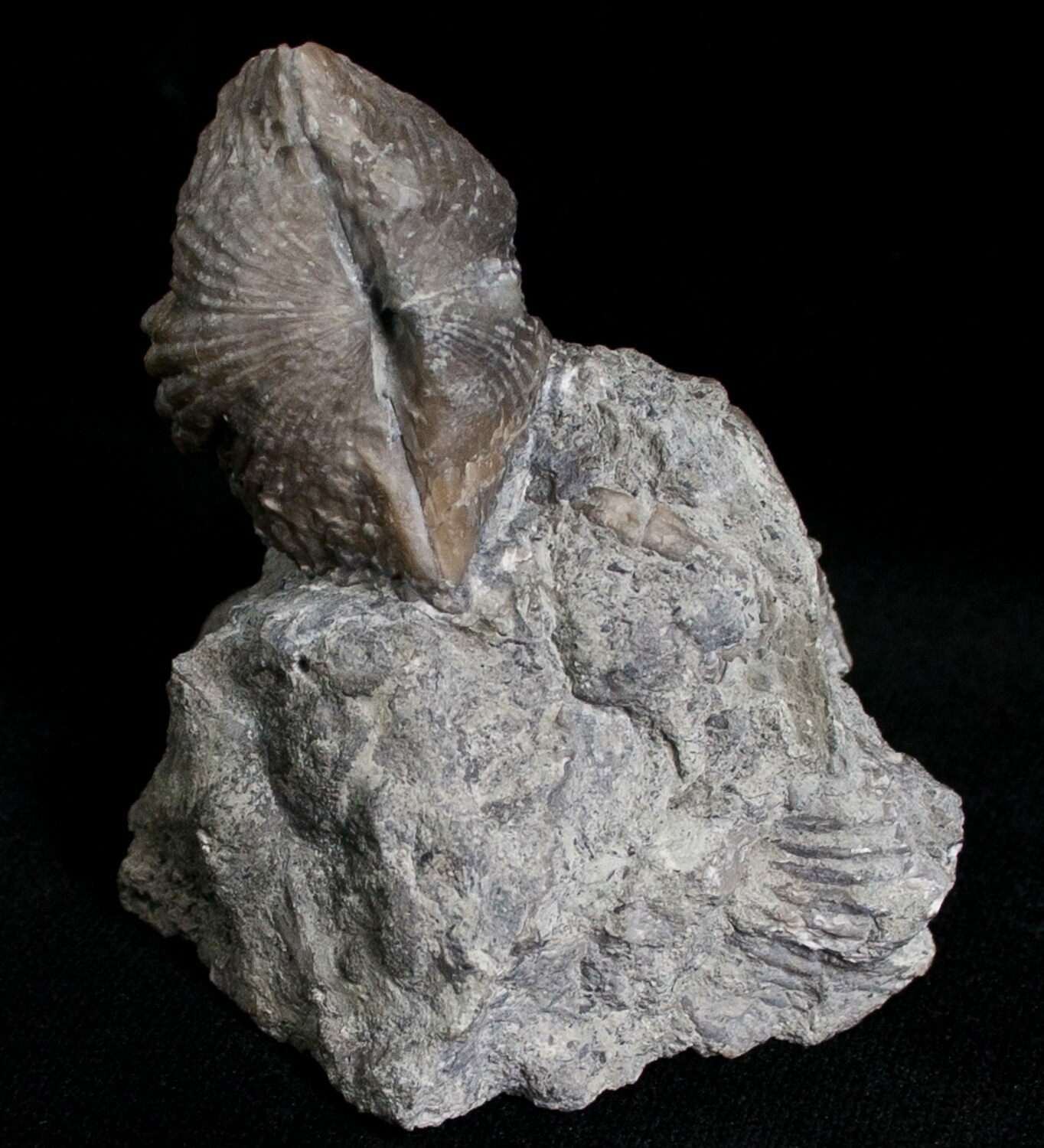 Large Platystrophia Brachiopod Fossil Kentucky For Sale (6628