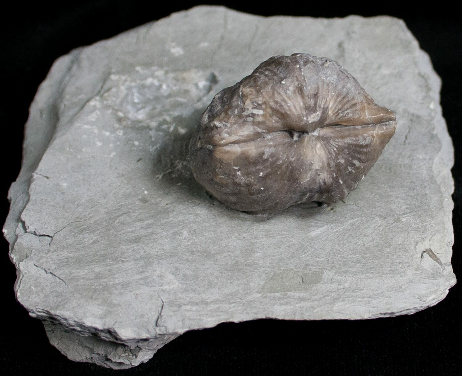 Platystrophia Brachiopod Fossil From Kentucky For Sale (6647