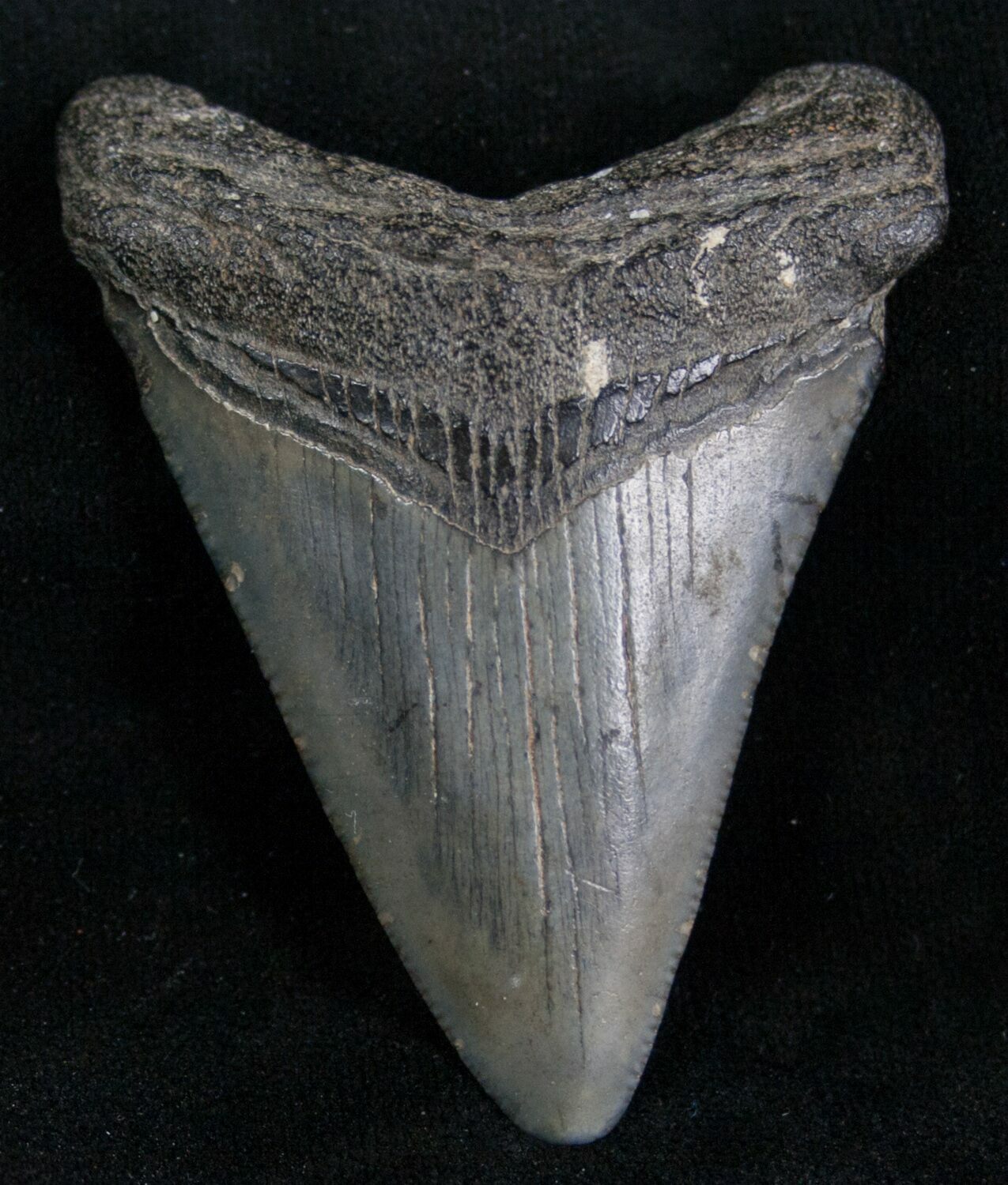 2.46" Megalodon Tooth Peace River, Florida For Sale (7309