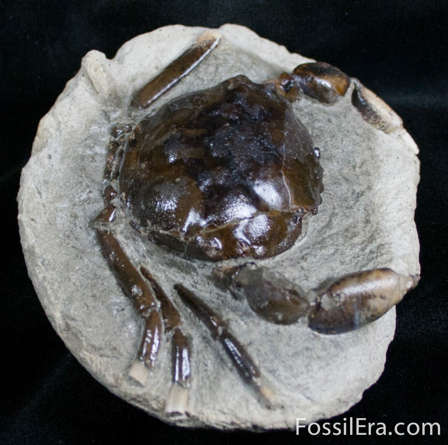 Fossil Crab From Washington 3.2" For Sale (7321)