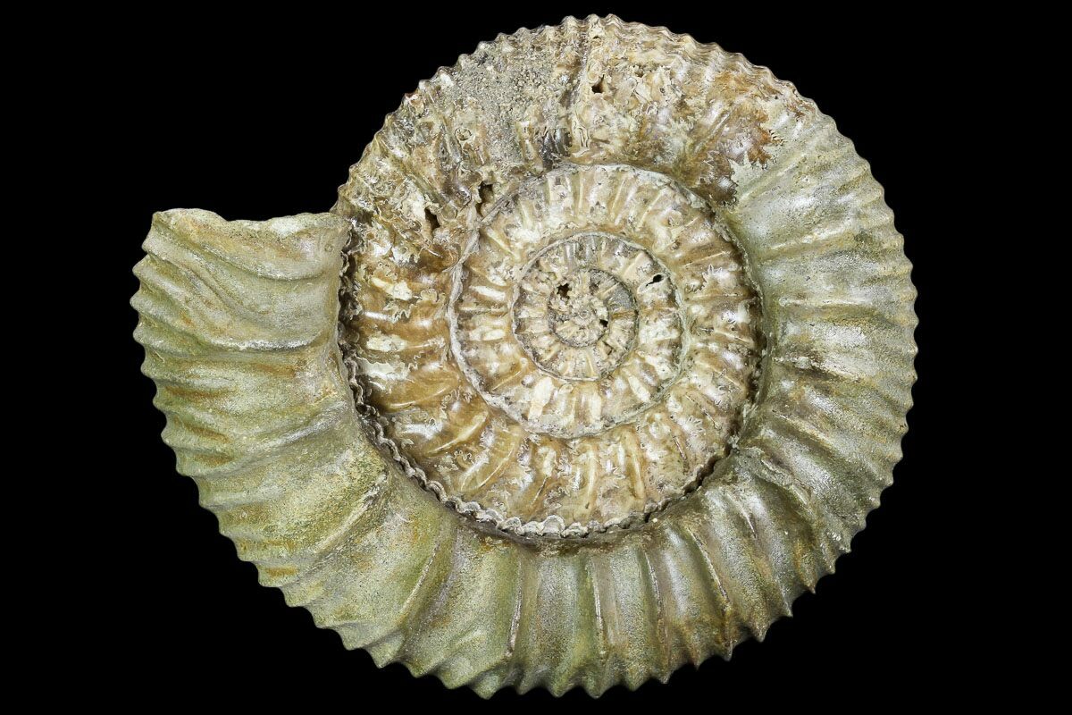 About Ammonites - FossilEra.com