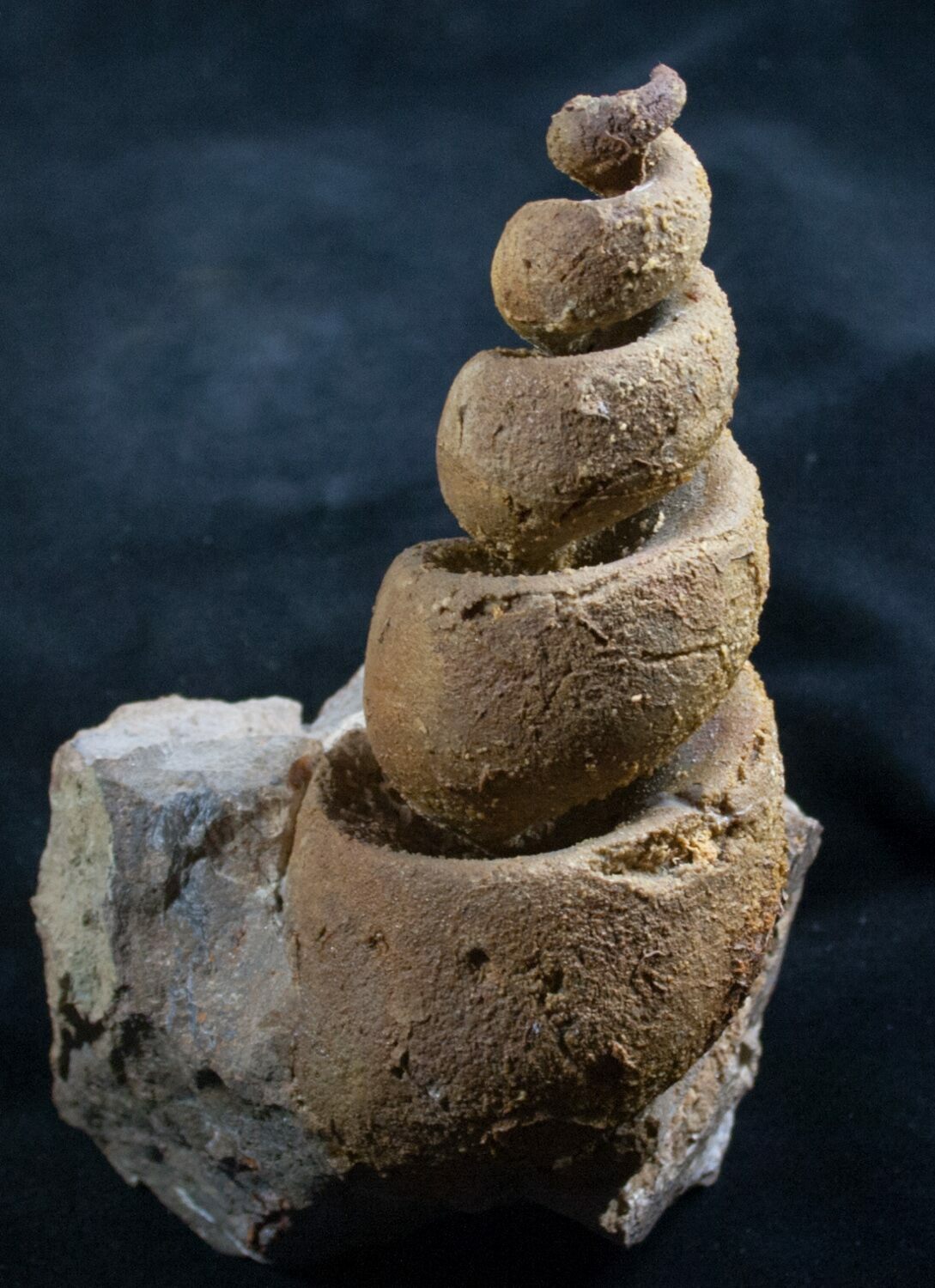 Huge 5 1/2" Gastropod Fossil Devonian For Sale (7812)